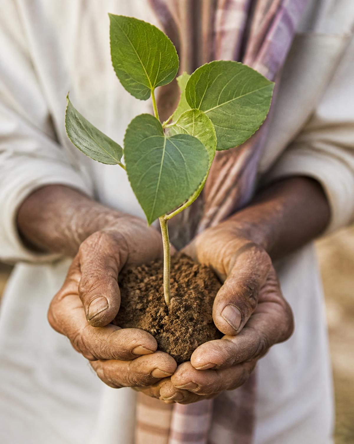A farmer's hands holding a young poplar sapling with soil around its roots