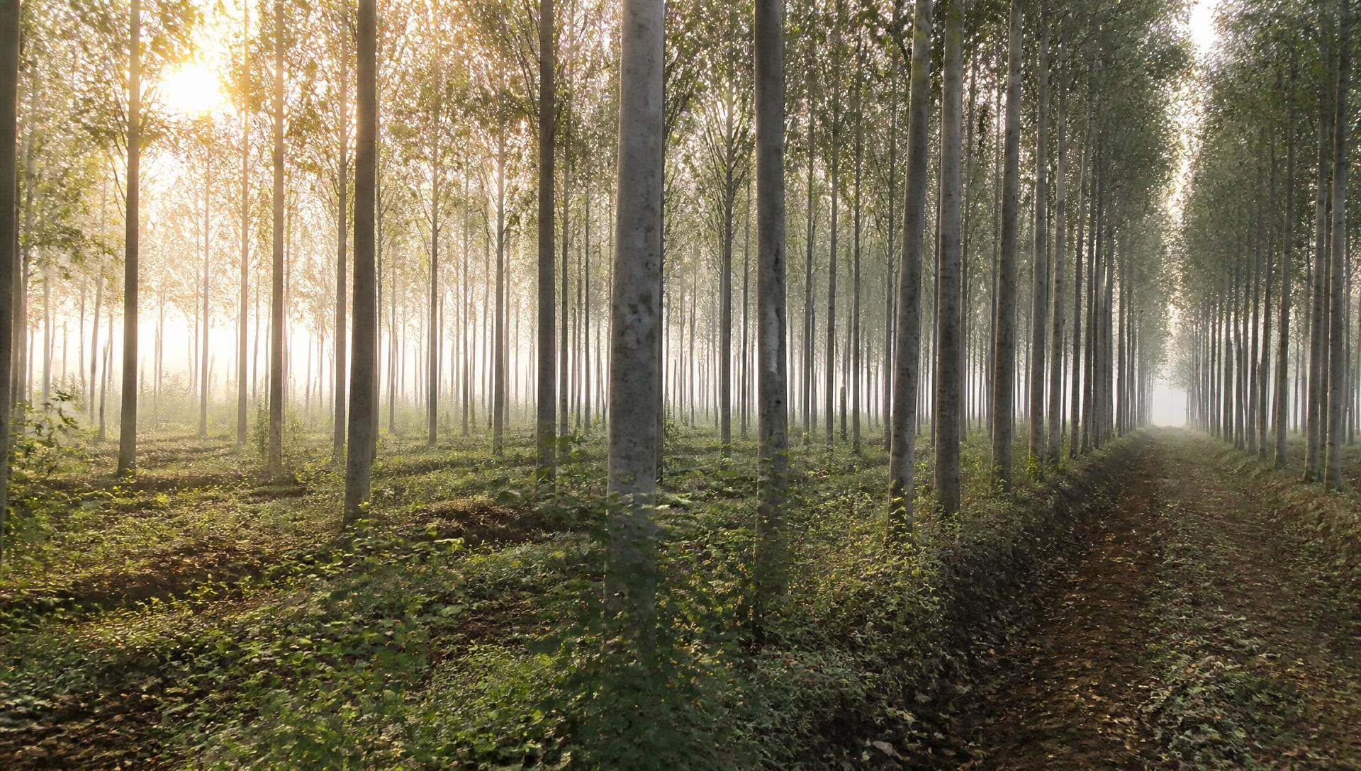 Rows of mature poplar trees in a plantation at sunrise