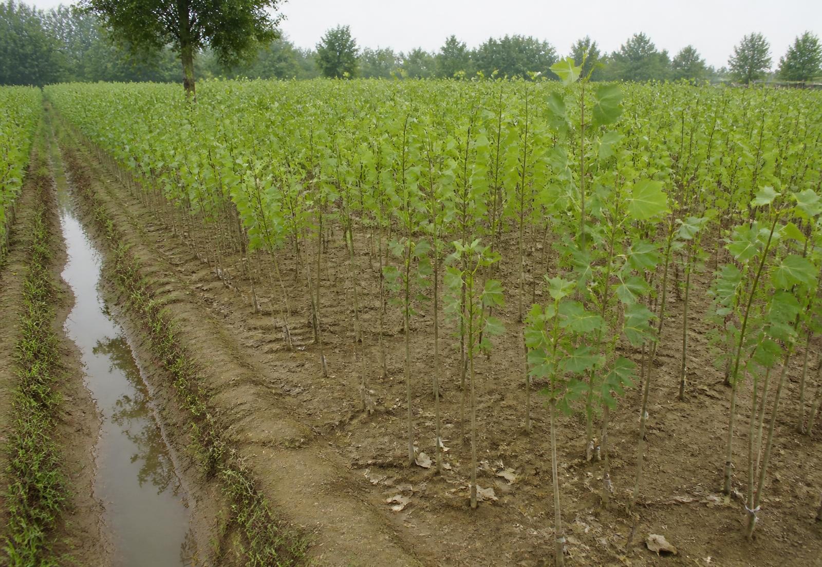 Dense rows of young poplar plants growing in nursery beds
