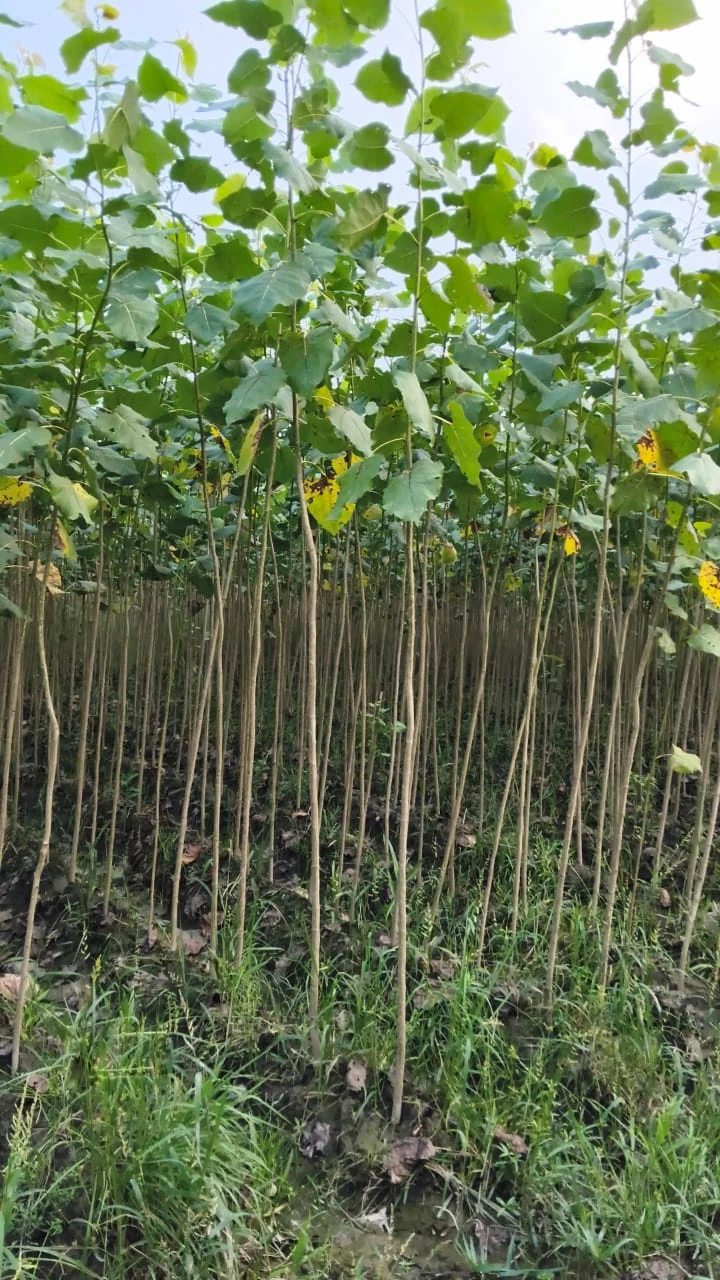 Bundle of W113 poplar nursery saplings with visible roots